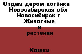 Отдам даром котёнка.  - Новосибирская обл., Новосибирск г. Животные и растения » Кошки   . Новосибирская обл.